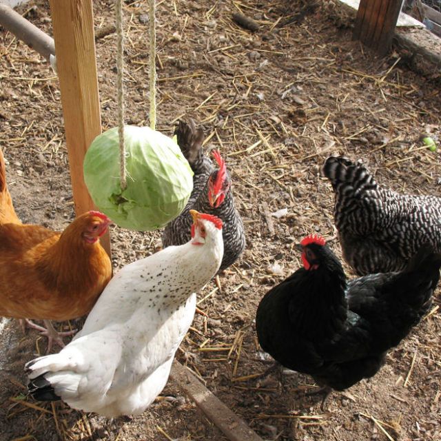 Treat ball hot sale for chickens