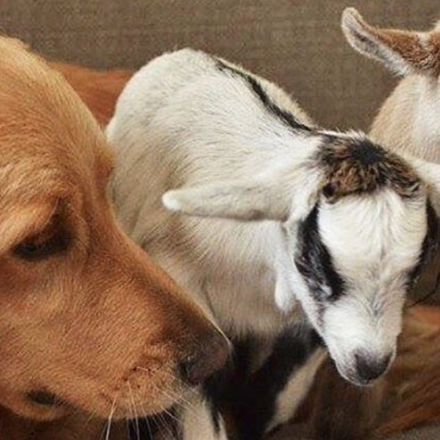 Dog with goat babies