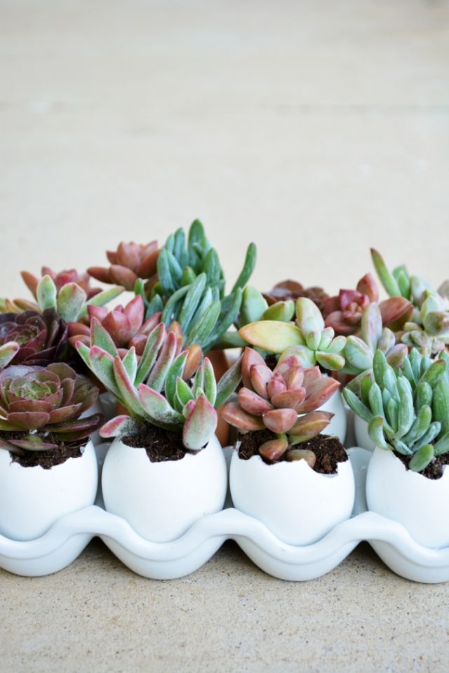 10 Super Fun Ways to Create a Succulent Display In Your Home!