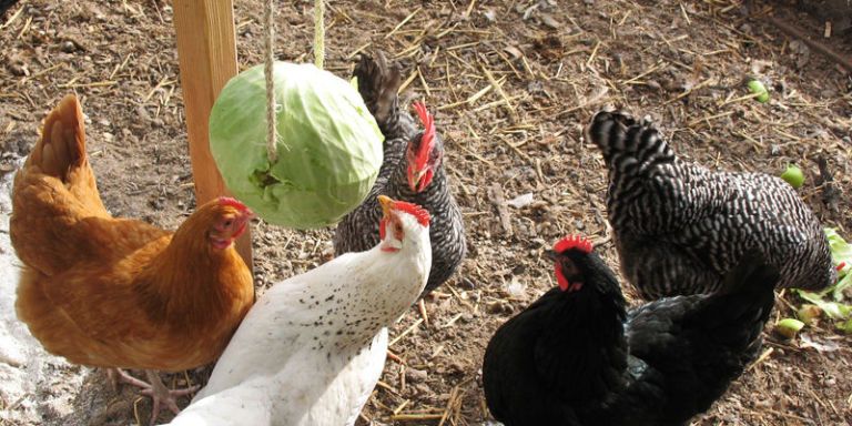 How to Make a DIY Hanging Cabbage for Chickens - How to Entertain ...