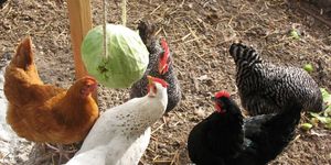 Chicken, Bird, Rooster, Fowl, Galliformes, Chicken feet, Poultry, Beak, Livestock, Adaptation, 