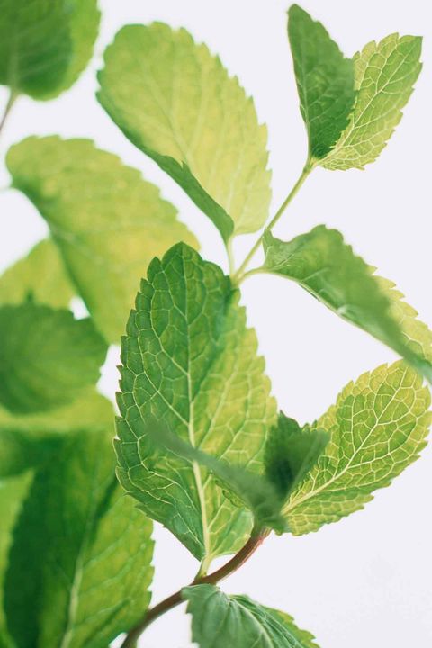 plants that repel mosquitoes peppermint