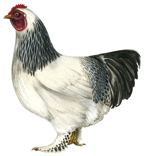 Chicken, Bird, Vertebrate, Rooster, Galliformes, Beak, Comb, Fowl, Poultry, Livestock, 
