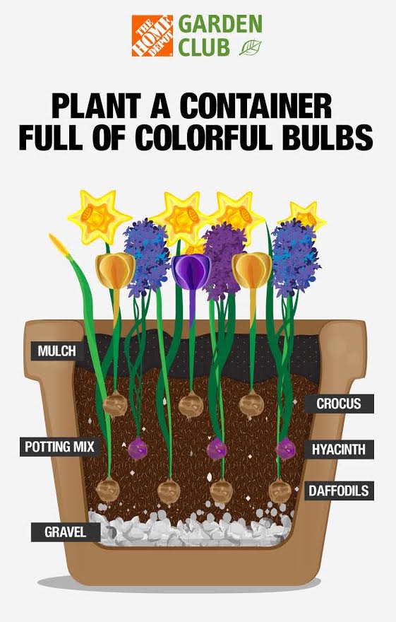 How to Layer Spring Bulbs - Layering Spring Bulbs in Pots