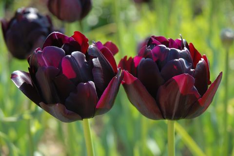 Flower, Flowering plant, Tulipa humilis, Tulip, Petal, Plant, Red, Purple, Botany, Spring, 