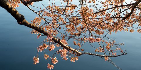 Cherry Blossoms DC 2017