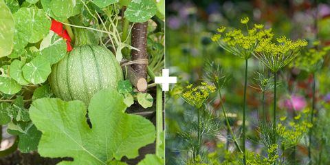 Plant, Flower, Leaf, Flowering plant, Herb, Heracleum (plant), Annual plant, Wildflower, Perennial plant, 