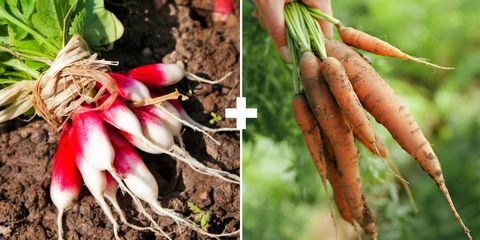 Radish, Root vegetable, Carrot, Vegetable, Plant, Flower, Arracacia xanthorrhiza, Parsnip, Ginseng, Baby carrot, 