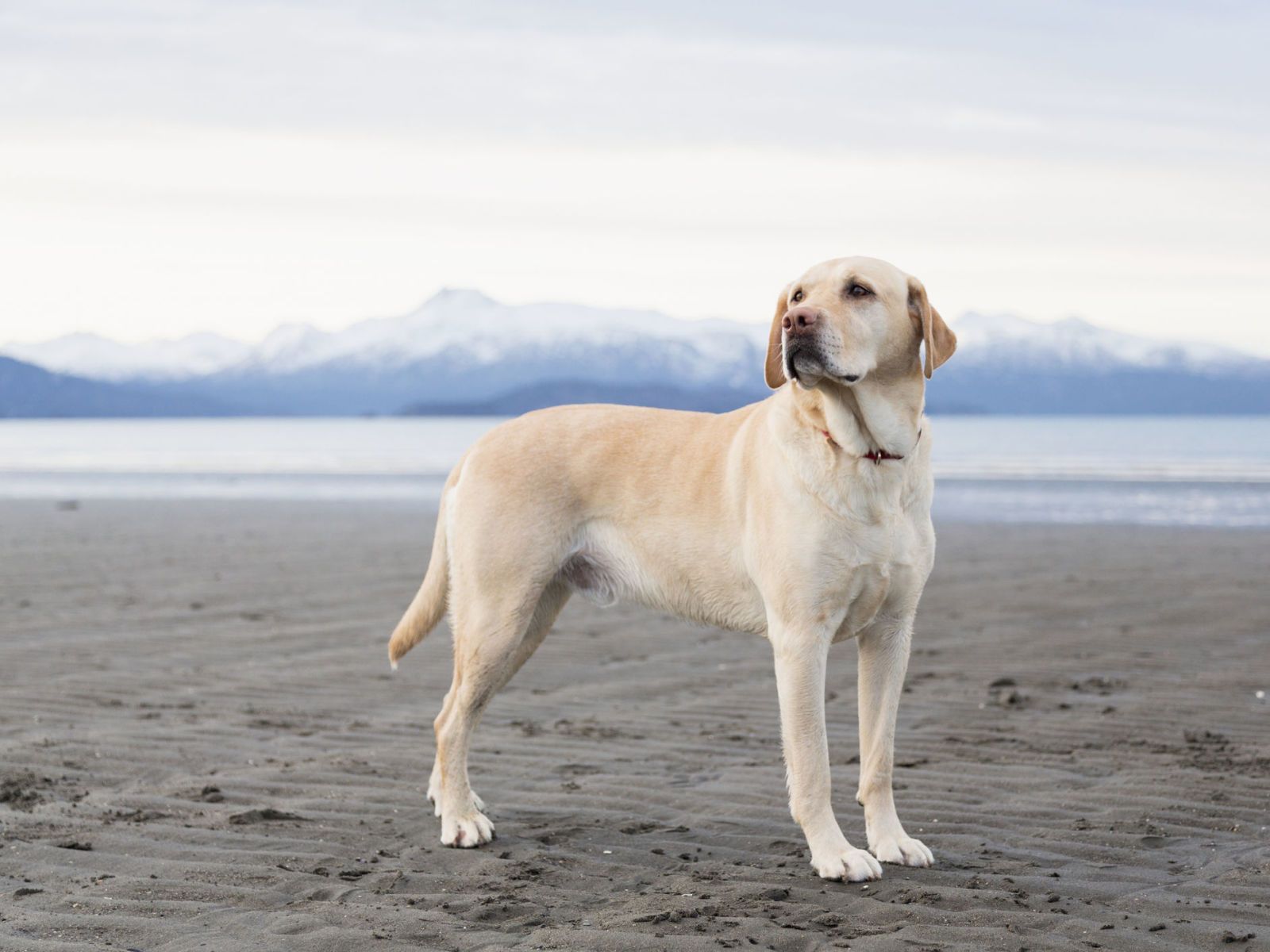 A yellow hot sale lab dog