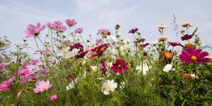 Petal, Sky, Plant, Flower, Wildflower, Meadow, Spring, Flowering plant, Daisy family, Prairie, 
