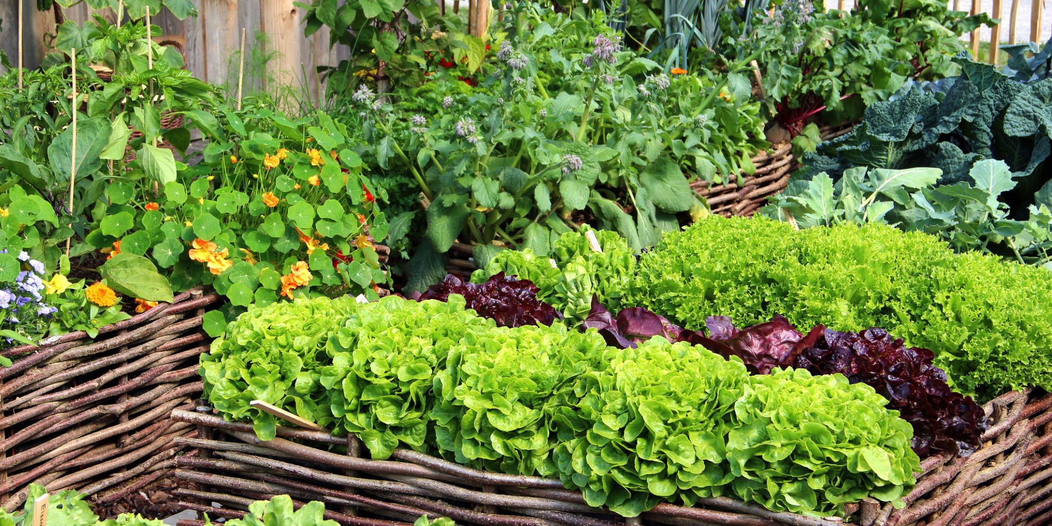 Vegetable Garden Plant Pairings Chart
