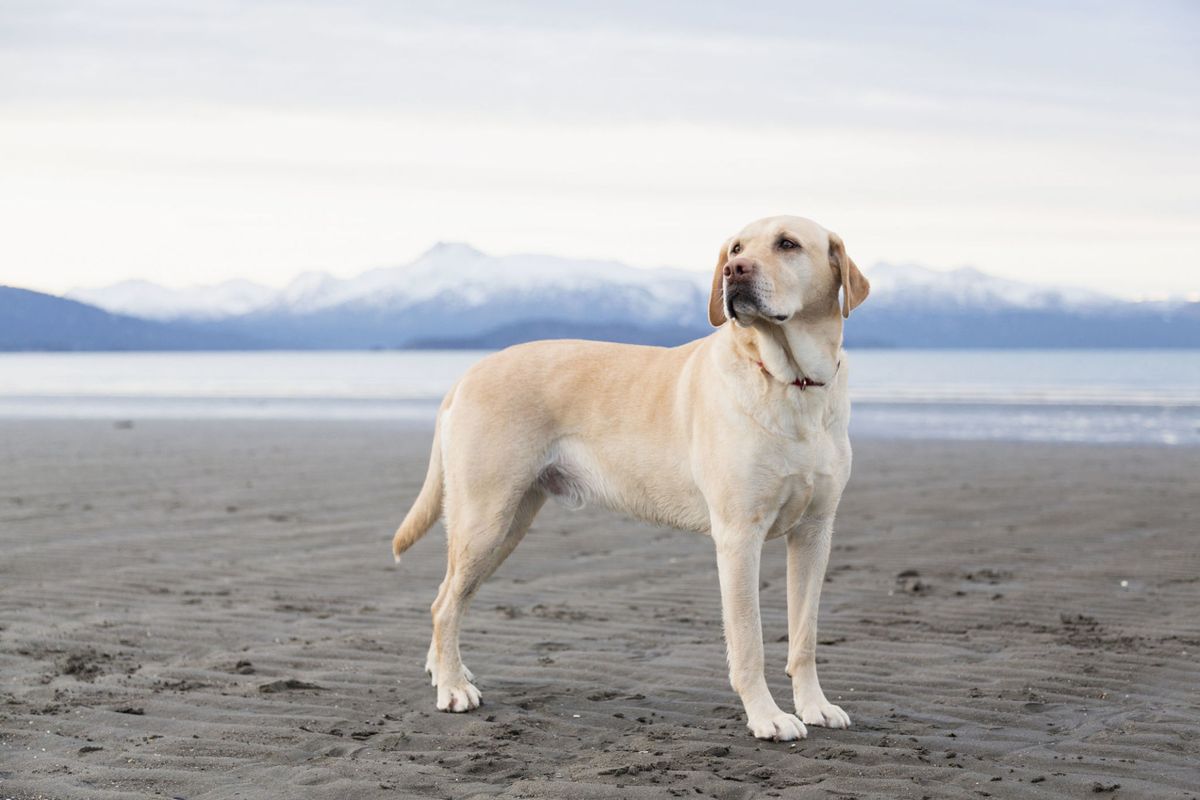 Labrador Retrievers Are the Most Popular Dog in America Again ...
