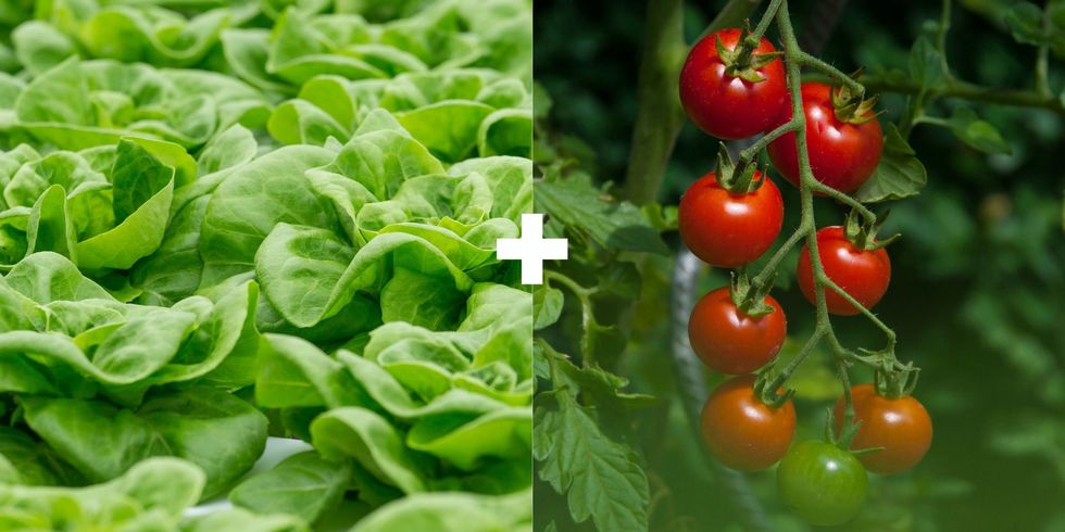 Natural foods, Vegetable, Local food, Plant, Food, Cherry Tomatoes, Tomato, Solanum, Fruit, Bush tomato, 