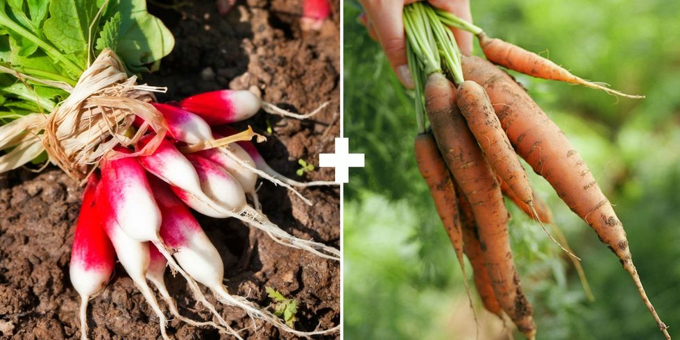 Radish, Root vegetable, Carrot, Vegetable, Plant, Flower, Arracacia xanthorrhiza, Parsnip, Ginseng, Baby carrot, 