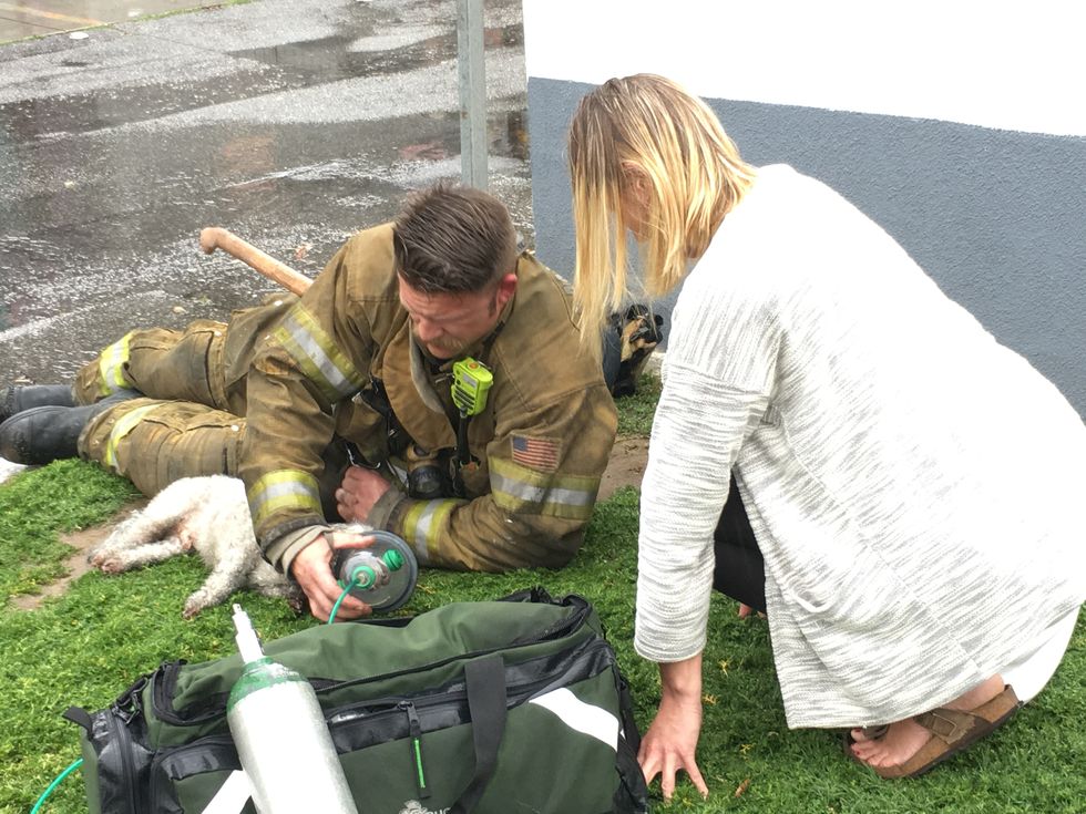 Firefighter saves dog