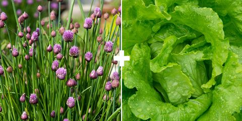 Flowering plant, Plant, Flower, Chives, Grass, Herb, Leaf, Vegetable, Leaf vegetable, Garlic chives, 