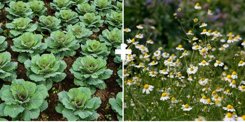 Flower, Flowering plant, Plant, Groundcover, Wildflower, Annual plant, Cinquefoil, Herb, Perennial plant, 