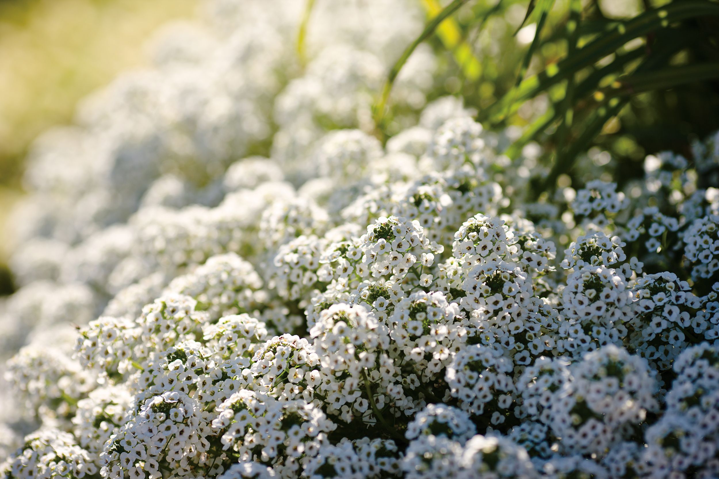 15 Fragrant Plants That Will Make Your Garden Smell Amazing | GreenStories