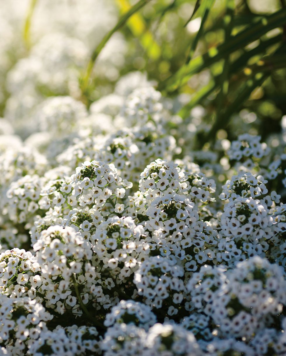 flowers that smell good with a field of sweet alyssum