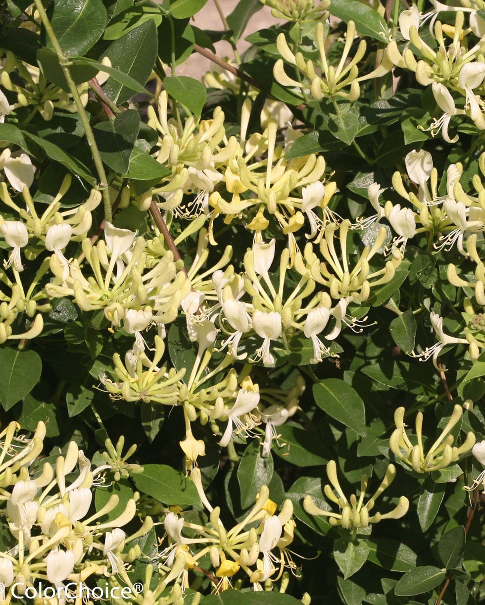 flowers that smell good in a field of honeysuckle