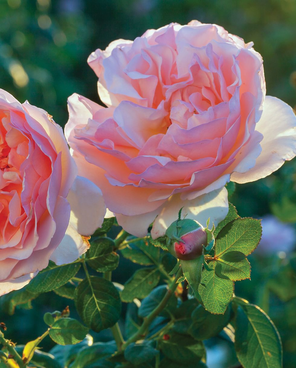 flowers that smell good with two pink princess charlene of monaco roses