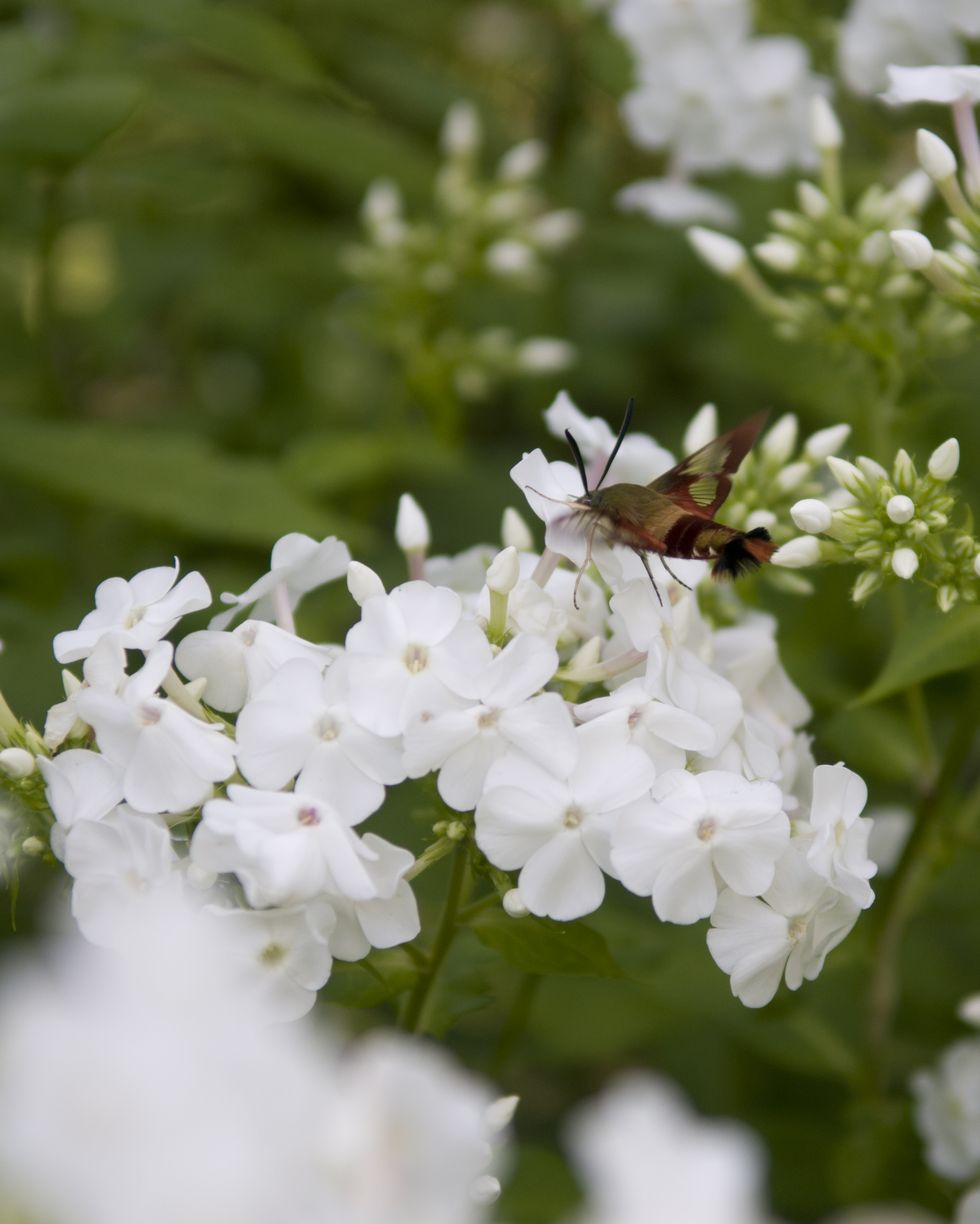 flowers that smell good in a natural setting featuring phlox with a bee on top of the white flowers