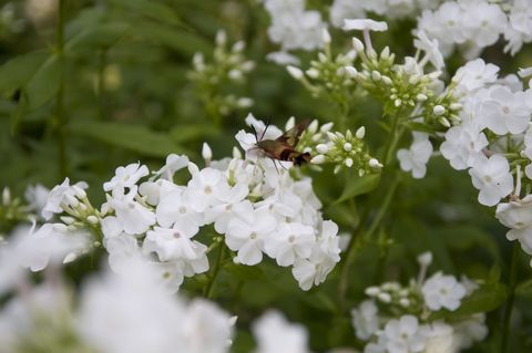 natural setting featuring phlox with a bee on top of the white flowers