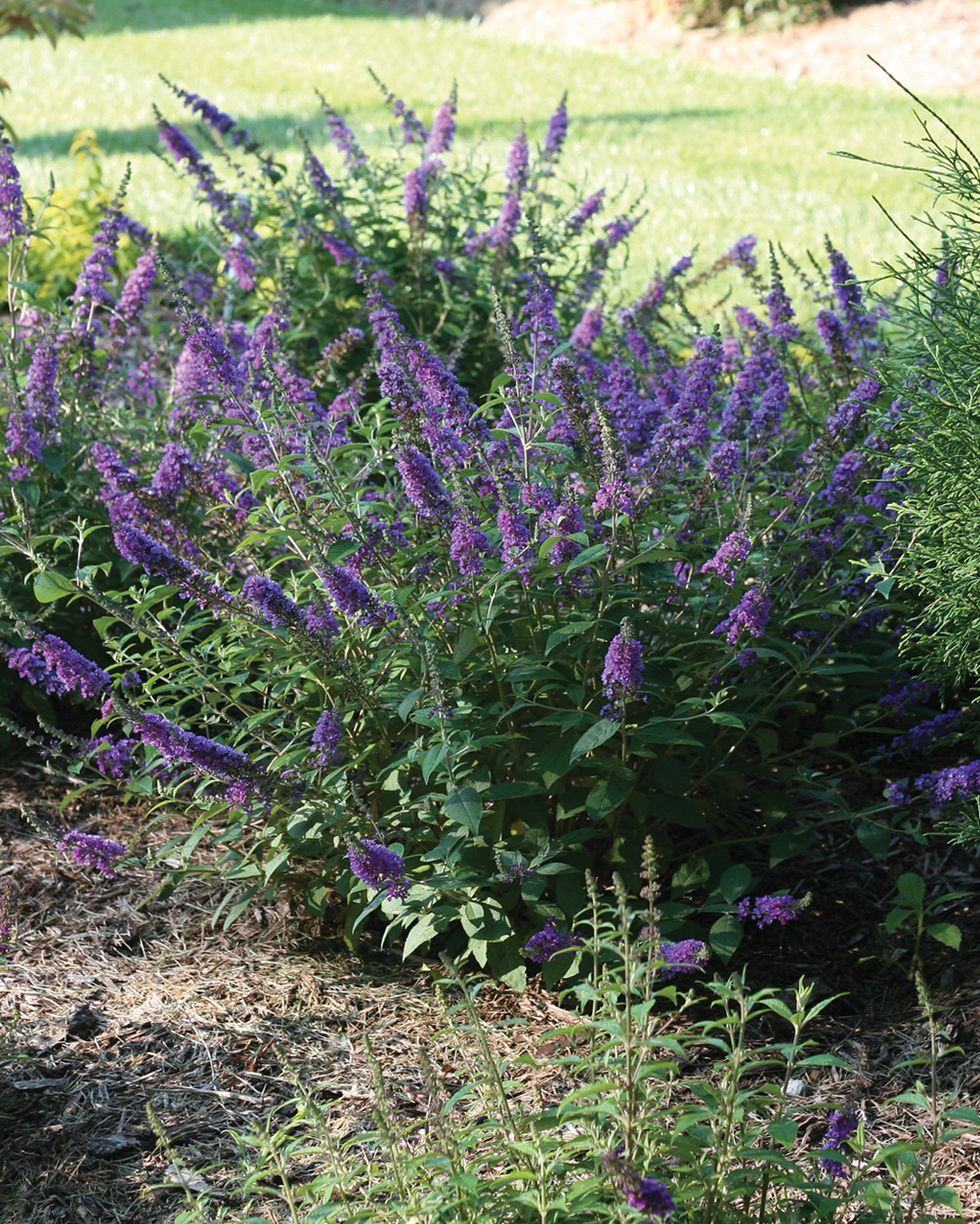 flowers that smell good om a garden featuring butterfly bush with purple flowers