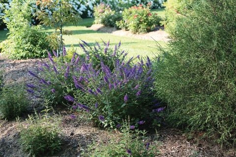garden featuring butterfly bush with purple flowers