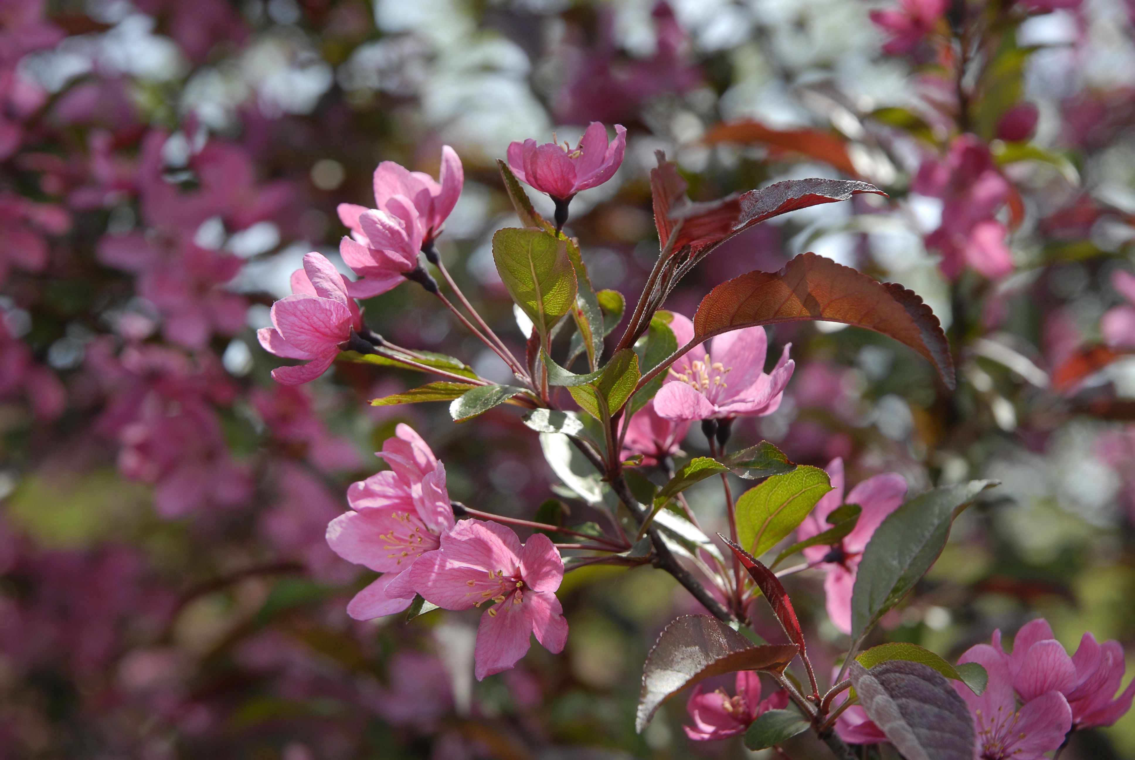 vanilla smelling flowers