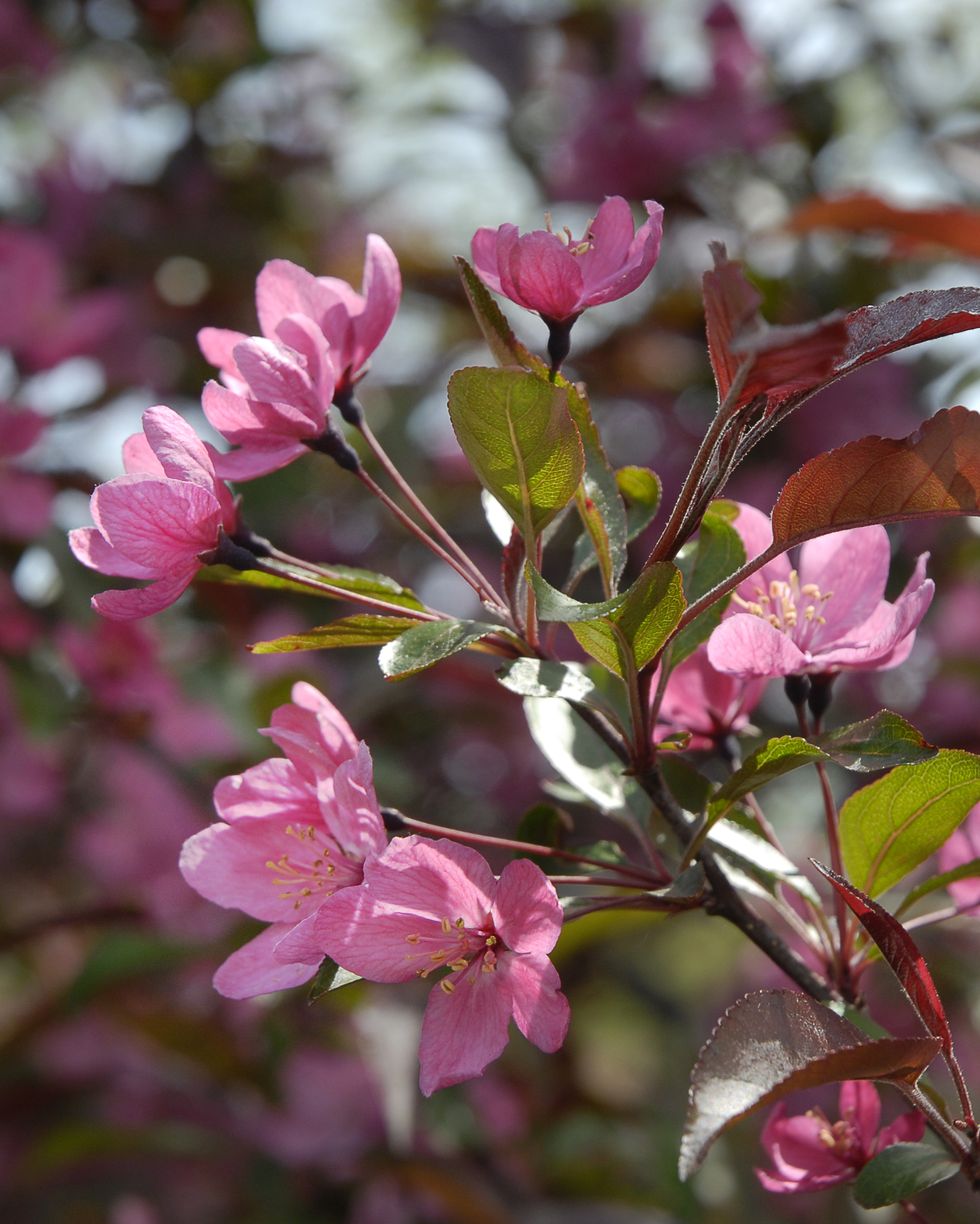 garden featuring flowering crabapple with deep pink blooms