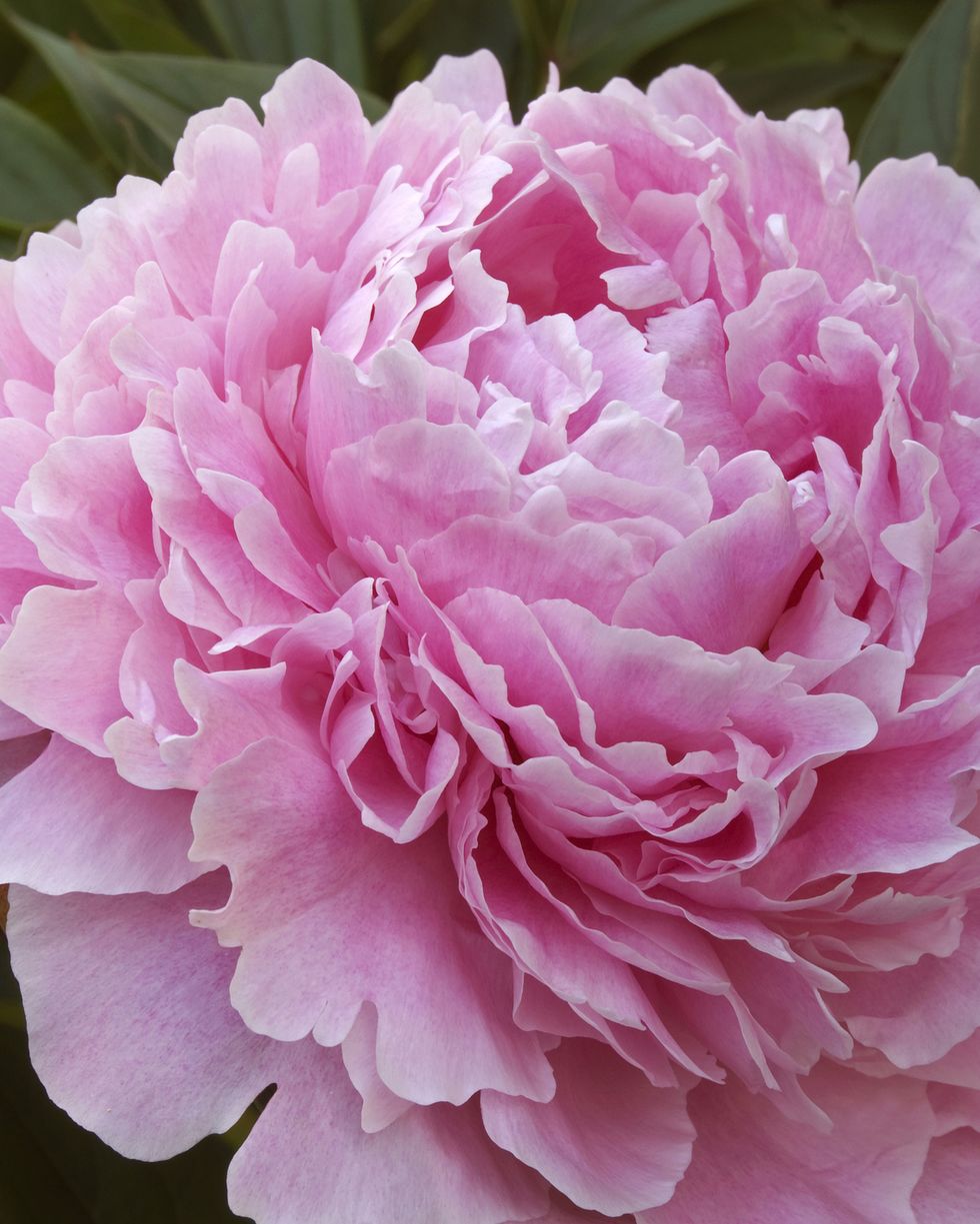 types of flowers pink peony