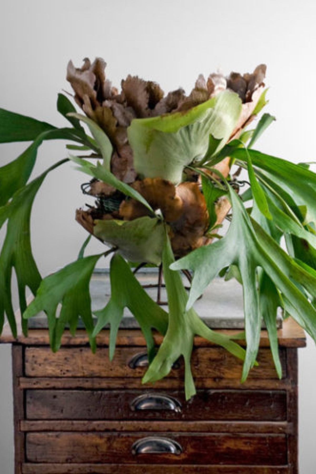 25 Best Indoor Plants Easy Indoor Gardening Ideas
