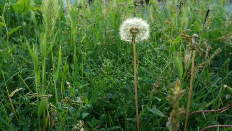 garden weeds dandelion