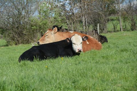 Pasture, Mammal, Grazing, Grassland, Bovine, Grass, Meadow, Livestock, Dairy cow, Terrestrial animal, 