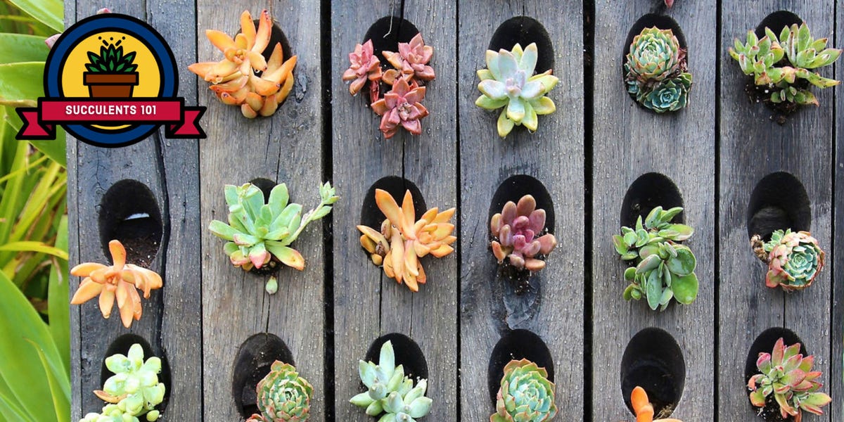 How To Take Care Of Succulents Growing And Planting Tips
