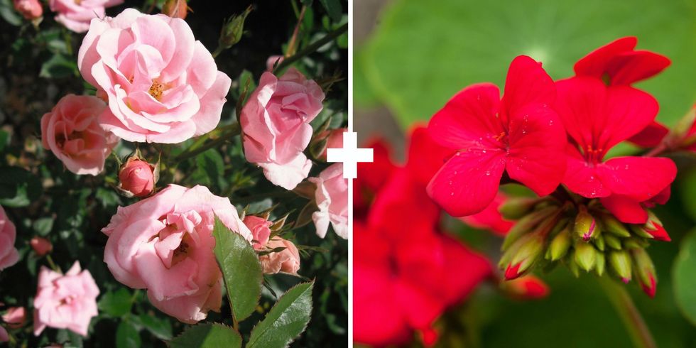 Flower, Flowering plant, Petal, Pink, Plant, Rose family, Floribunda, Garden roses, Rose, Botany, 