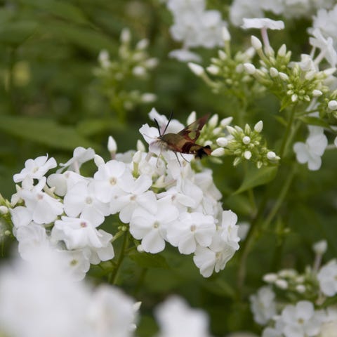 15 Most Fragrant Outdoor Flowers Best Smelling Plants For Garden Best Smelling Plants For Garden