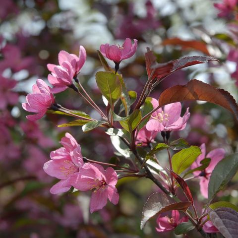 15 Most Fragrant Outdoor Flowers Best Smelling Plants For Garden