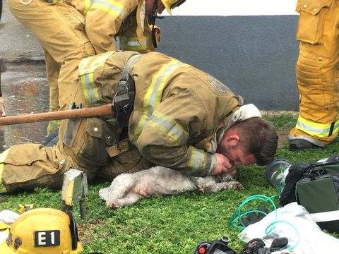 Firefighter saves dog