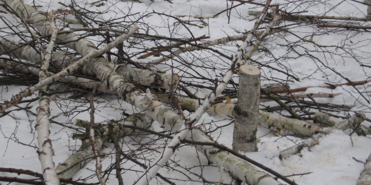 Birch tree poaching linked to trendy home decor