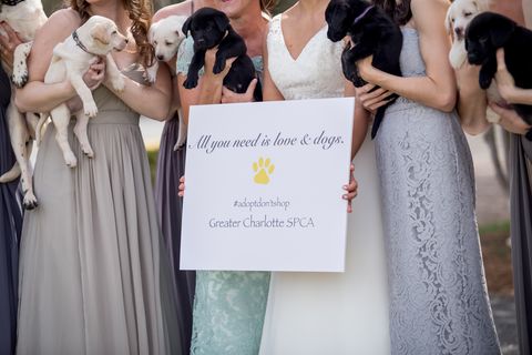 puppy wedding