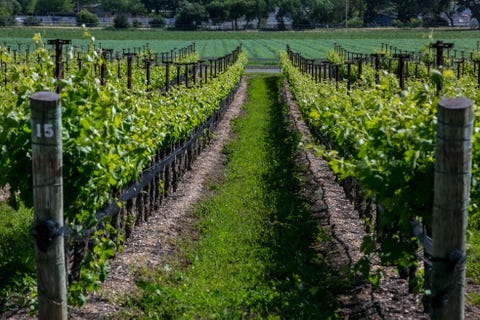 rows of grapes in a winery