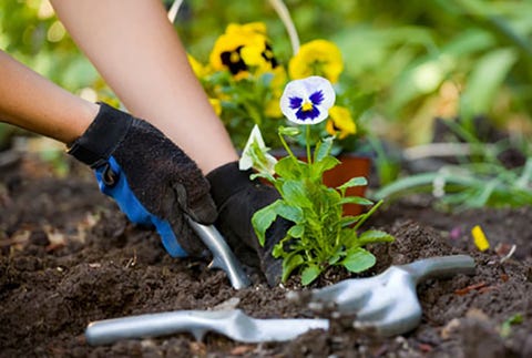 hands planting flowers