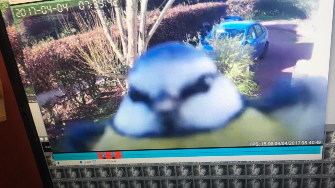 This Hilarious Photo Of A Bird Caught On A Home Security Camera Is