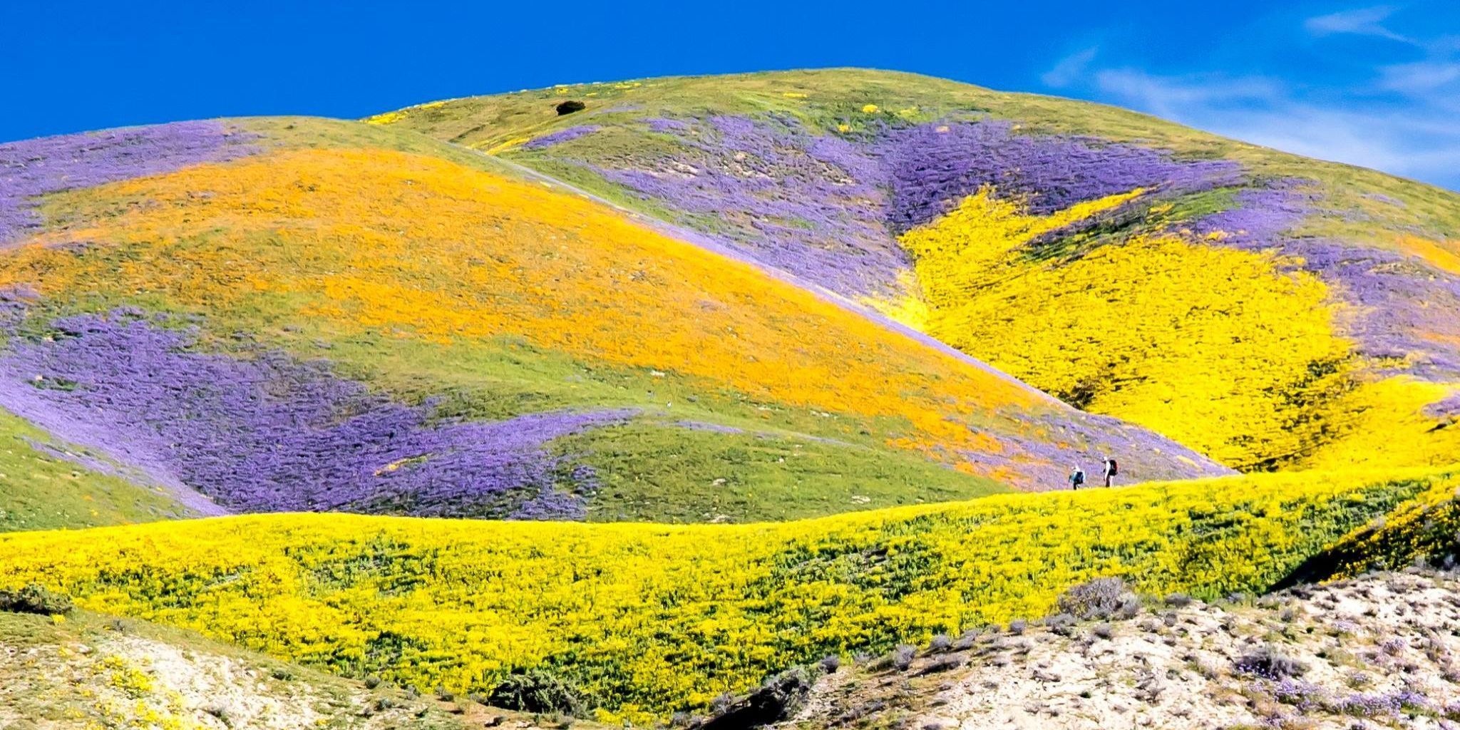 California S Super Bloom Moves North To Carrizo Plain National Monument   Landscape 1491334254 17620121 1267992809921064 7034026893220472215 O 