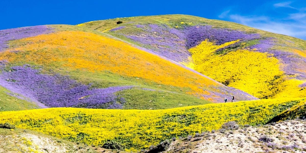 California Super Bloom