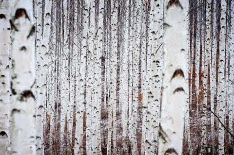 The Problem With Birch Tree Decor Trend That No One Talks About People Are Illegally Cutting Down Trees In Name Of Home - Birch Tree Decor Ideas The Problem With Birch Tree Decor Trend That No One Talks About People Are Illegally Cutting Down Trees In Name Of Home - Birch Tree Decor Ideas