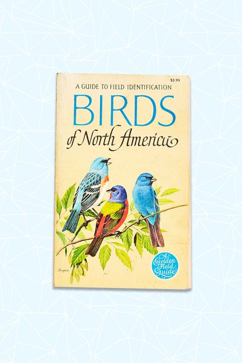 Bird, Beak, Adaptation, Aqua, Publication, Feather, Majorelle blue, Parrot, Wing, Macaw, 