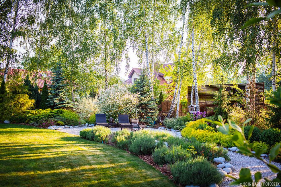 Grass, Plant, Garden, Shrub, Landscape, Backyard, Purple, Lawn, Groundcover, Yard, 